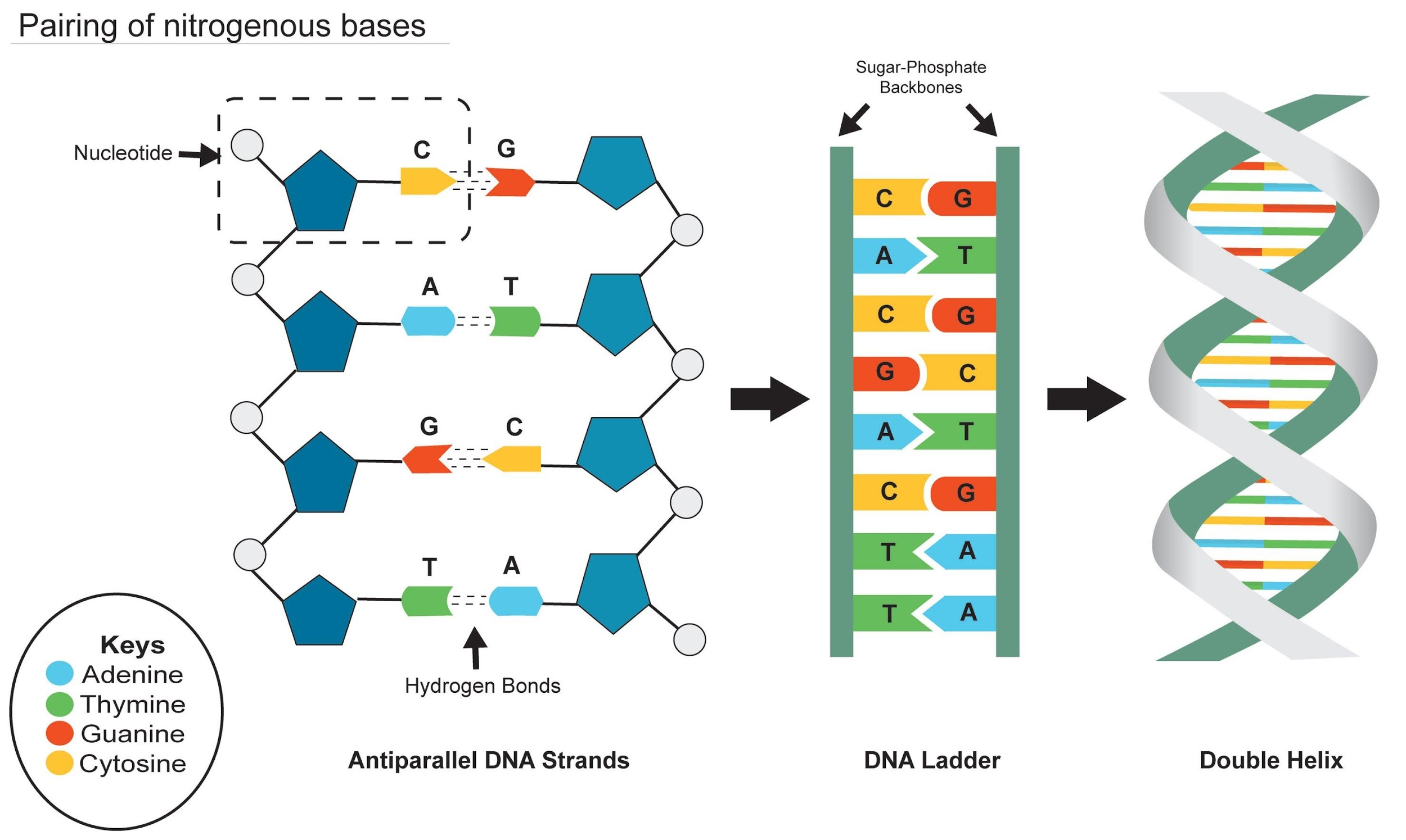 Adenine Of DNA Is Equimolar With a Uridine b Thymine c Guanine d 