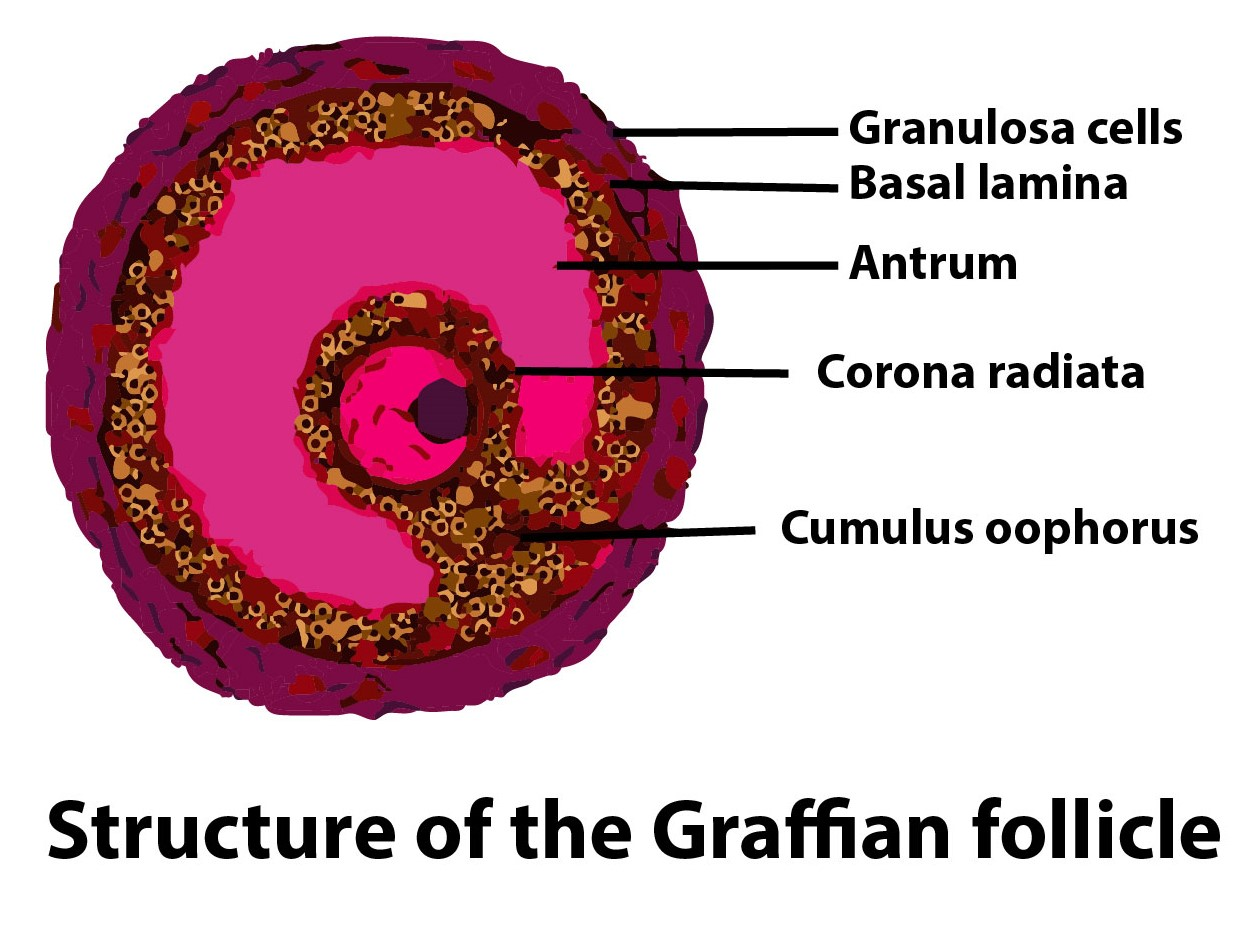 Graafian follicle contains(a)Many oocytes(b)Many sperms(c)A single