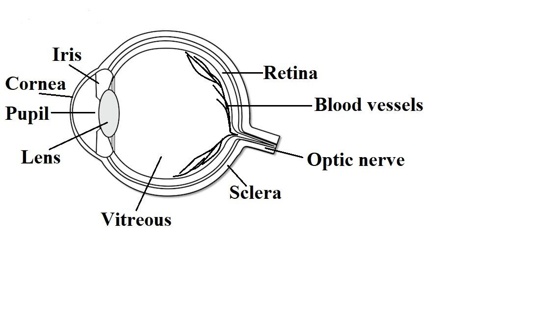 Draw a labelled sketch of the human eye