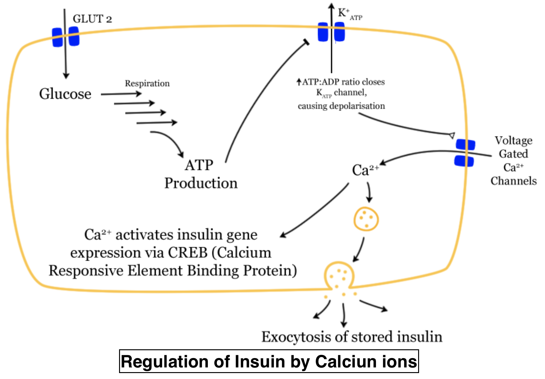 write-the-name-of-the-gland-that-secretes-the-insulin-hormone-what-is