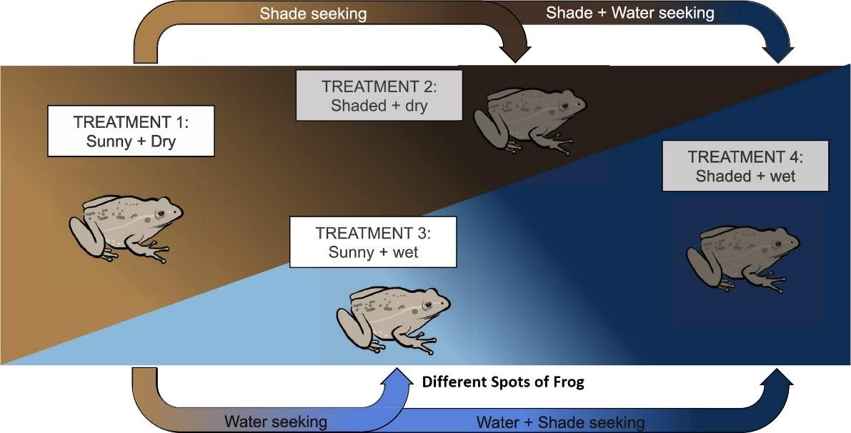 Why is water important to amphibians?