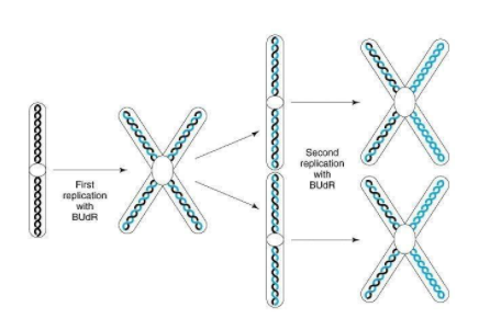 taylor et al conducted semiconservative experiment on