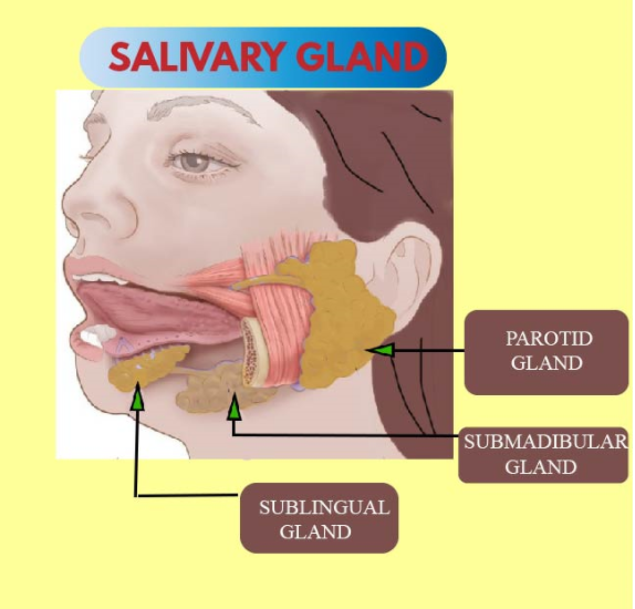 The largest salivary gland present in human is (a)Submandibular gland ...