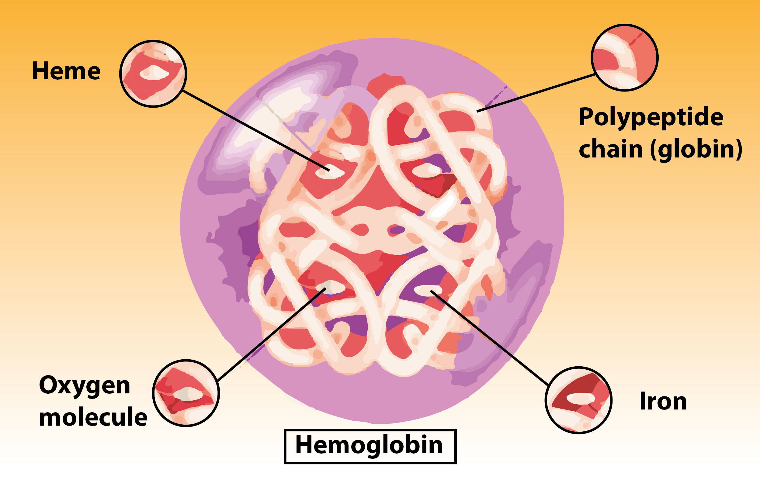 in-alpha-thalassemia-the-gene-hbai-is-located-on-the-chromosome-a-8