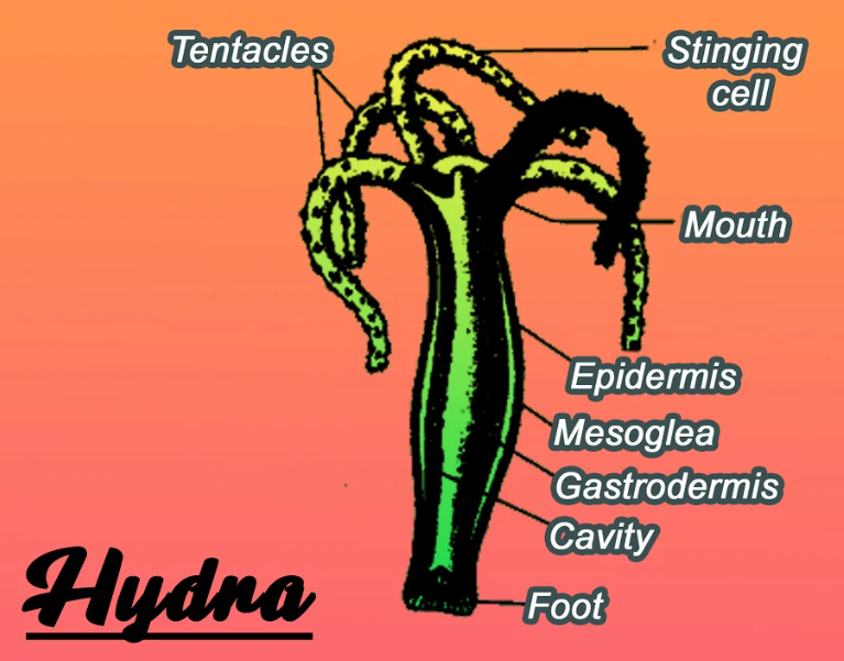 The Characteristic Feature Of Hydra Is That It Isadiploblastic And Bilaterally Symmetricalb 8385