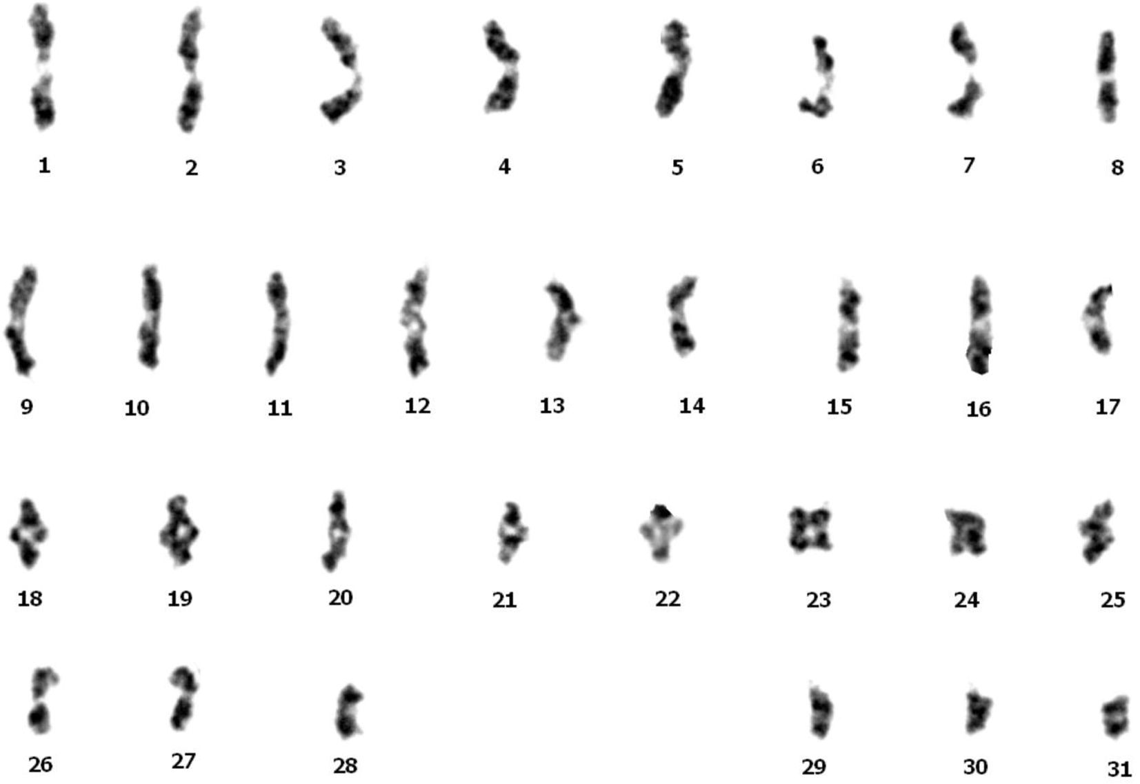 What is Karyotype And idiogram?