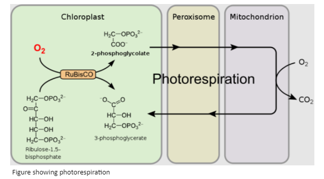 (a) Give A Schematic Outline Of Photorespiration. (b) Differentiate ...