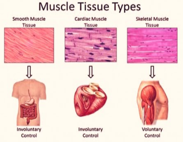 give-the-difference-between-voluntary-and-involuntary-muscles