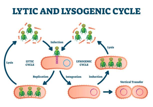 Life Cycle Of Bacteria