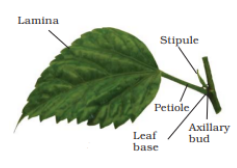 Sheathing Leaf Base