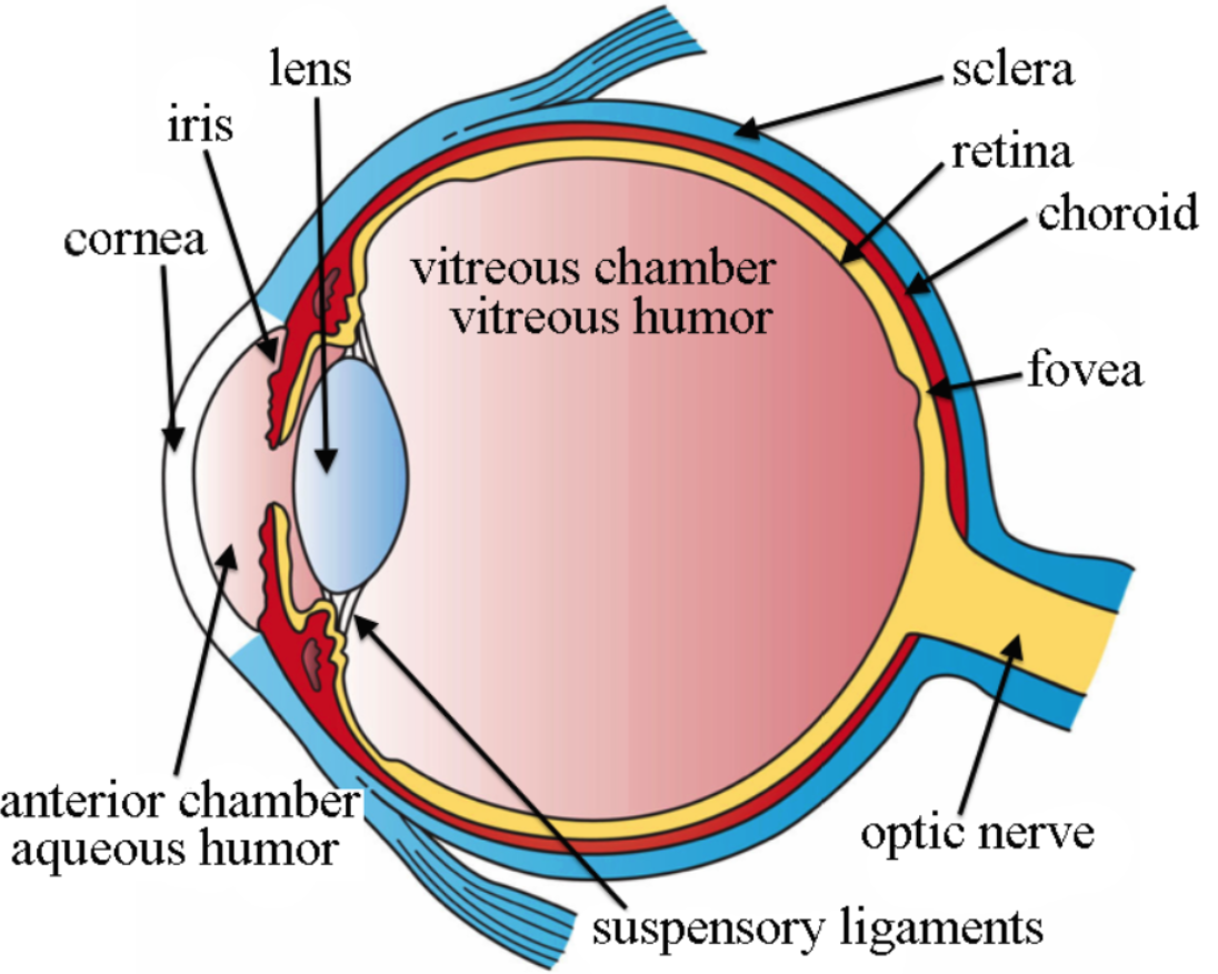 The Central Circular Aperture Of _______ Is Called ________(A) Iris ...