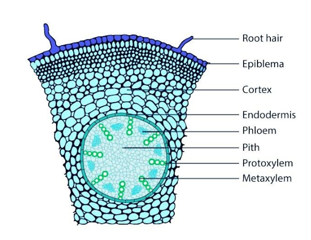 Monocot root differs from dicot root in havingA. Open vascular bundlesB ...