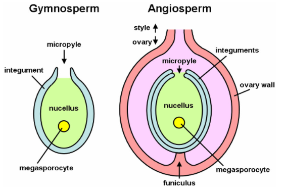 How many chromosomes are present in the nucellus?