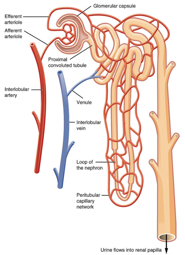 Draw a labelled diagram of nephron