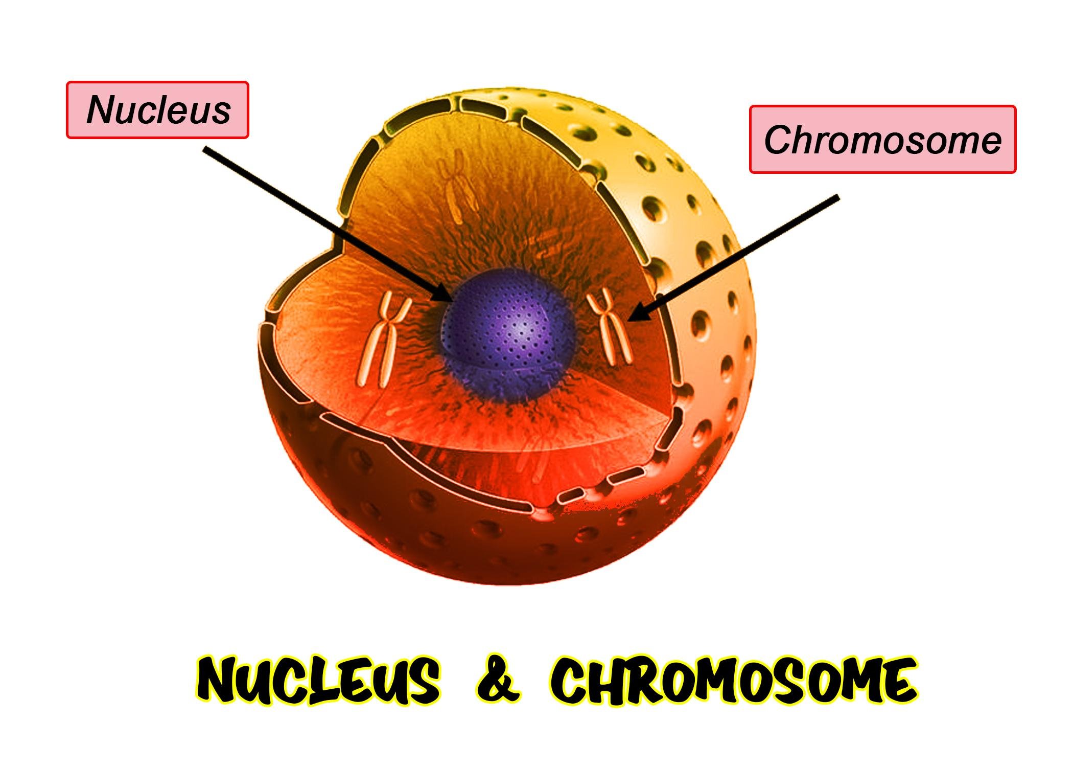 Pick The Odd One Out Giving Suitable ReasonsA NucleusB NucleolusC 