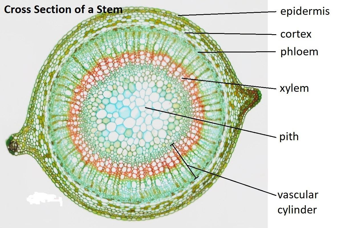 Ground Tissue System In Plants