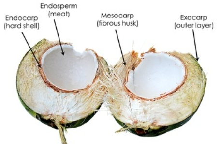 endosperm coconut