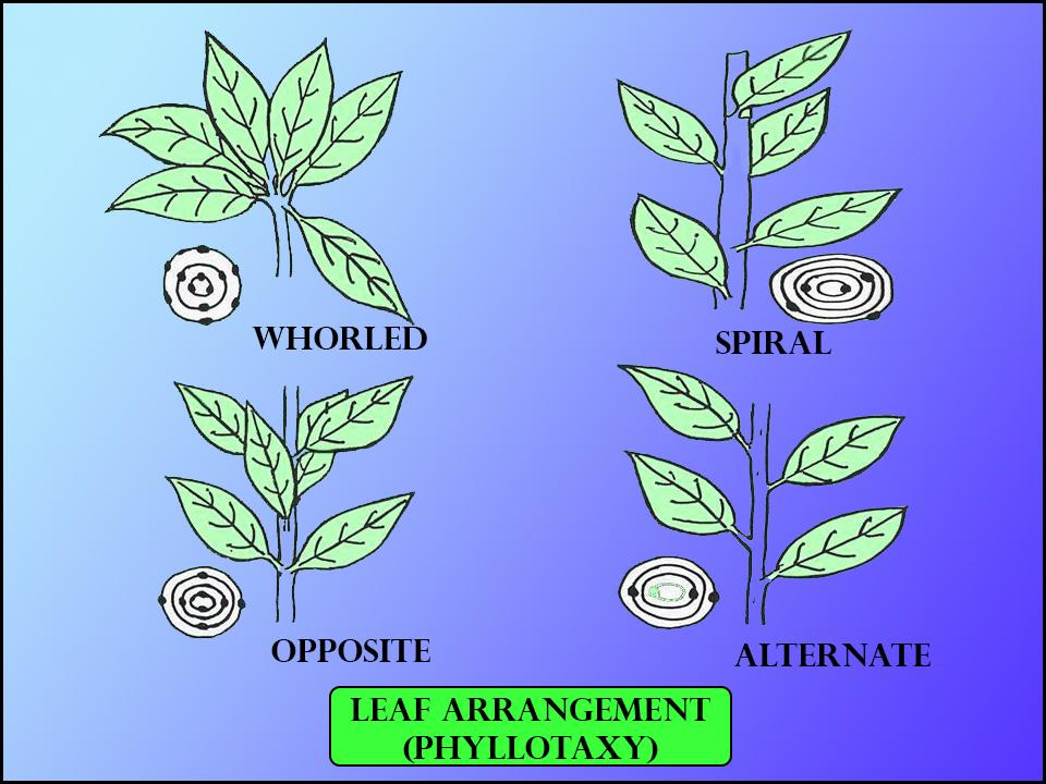 Differentiate Between Alternate And Whorled Phyllotaxy 