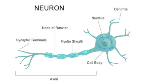 nervous tissue structure