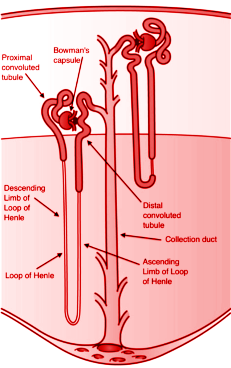 The filtration unit of the kidney is calledA) UreterB) UrethraC) NeuronsD) Nephrons