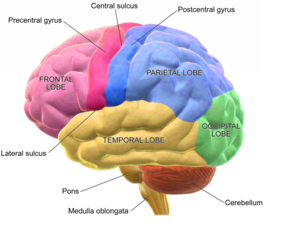 Labelled diagram of Human Brain