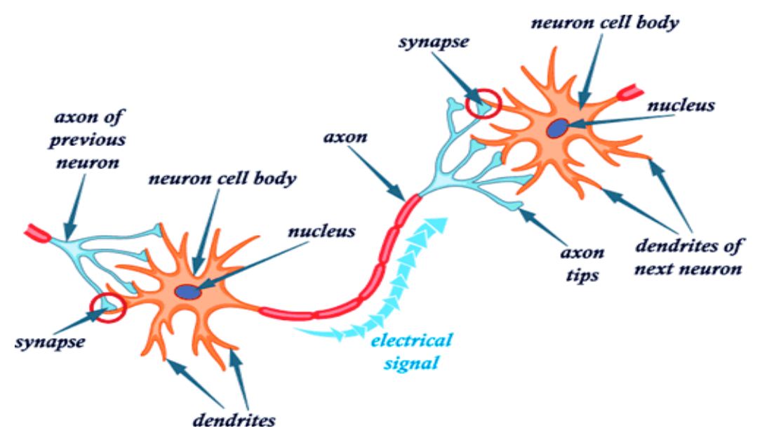 how does a nerve impulse travel between neurons