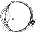 The given diagram shows different parts of the human eye with one part ...