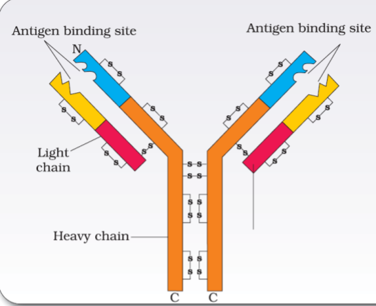 How many bands are seen when immunoglobulin G analyzed on a sodium ...