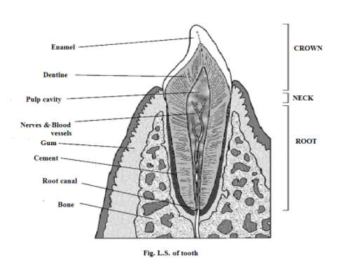 Draw a neat labelled diagram of L.S. of tooth.