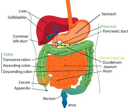 Urea is formed in- A. LiverB. Spleen C. Kidney D. Lungs