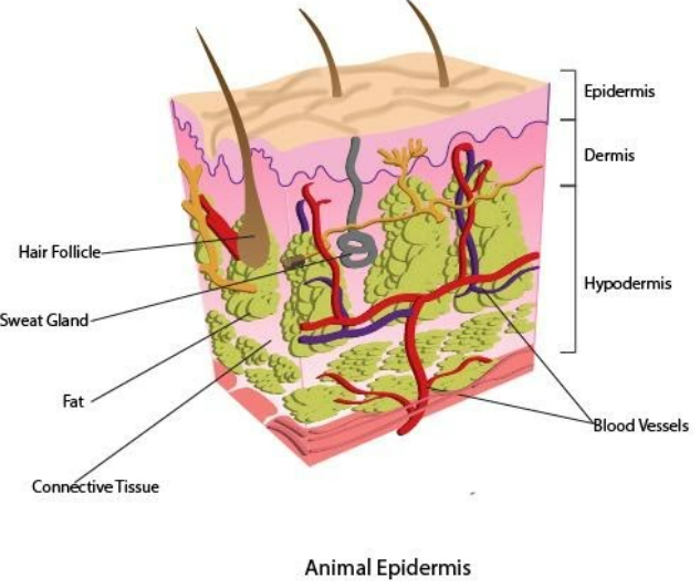 What does the epidermis do?