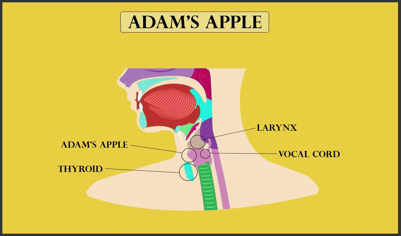 Adams apple is a a Large developed voice box in males class 11 biology CBSE