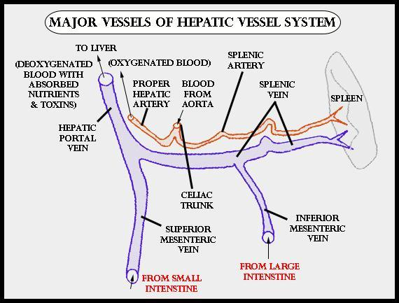 which-vertebrate-organ-receives-only-oxygenated-blood-a-gill-b-lung