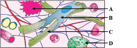 Given is the diagrammatic sketch of a certain type class 11 biology CBSE