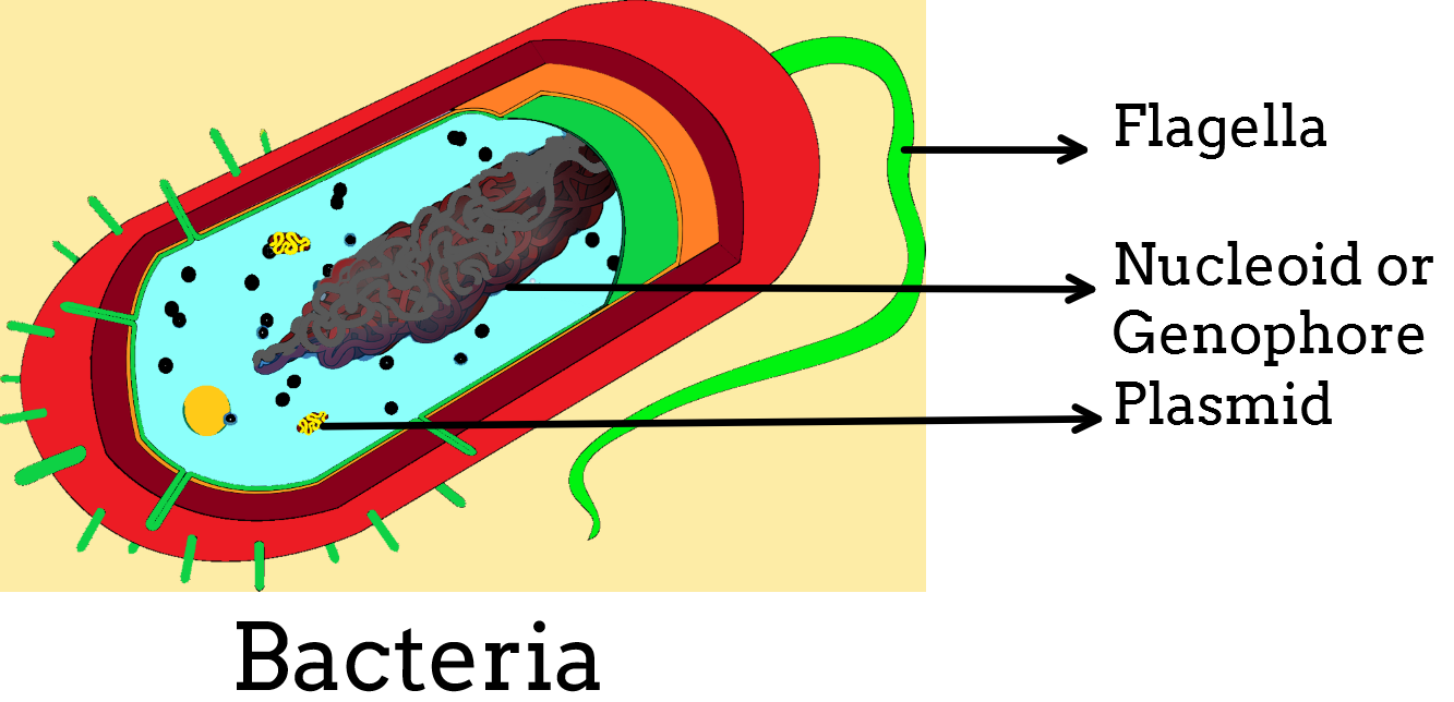 The motile bacteria are able to move with the help class 11 biology CBSE