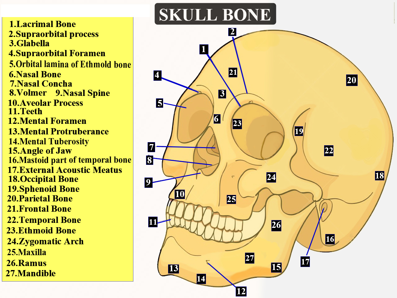 total-number-of-bones-found-in-the-human-skull-is-a-22-b-29-c-35-d-72