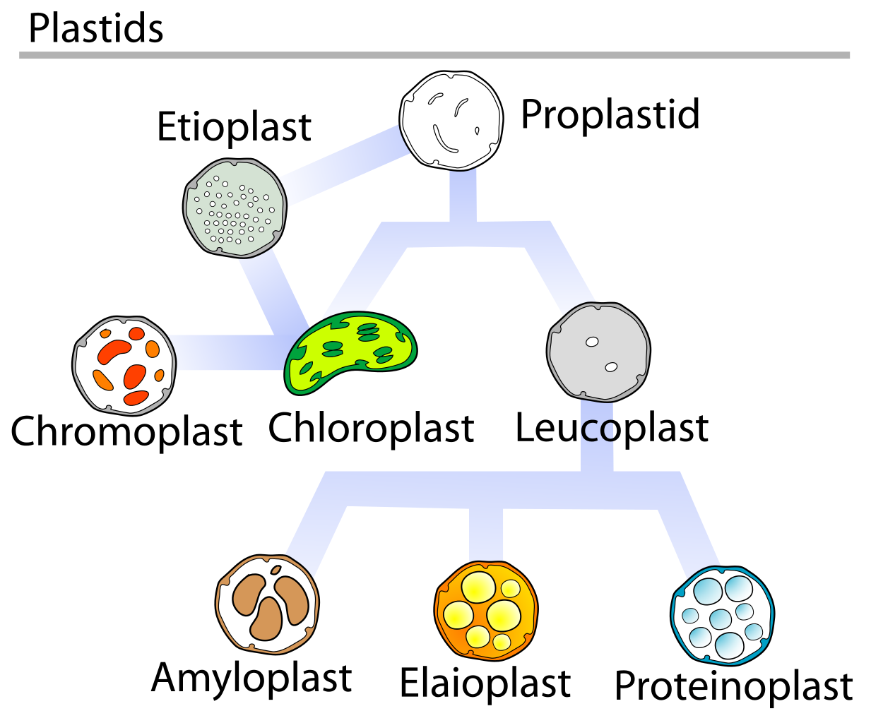 What is the function of leucoplast?A. To store starch grains, oil drops ...