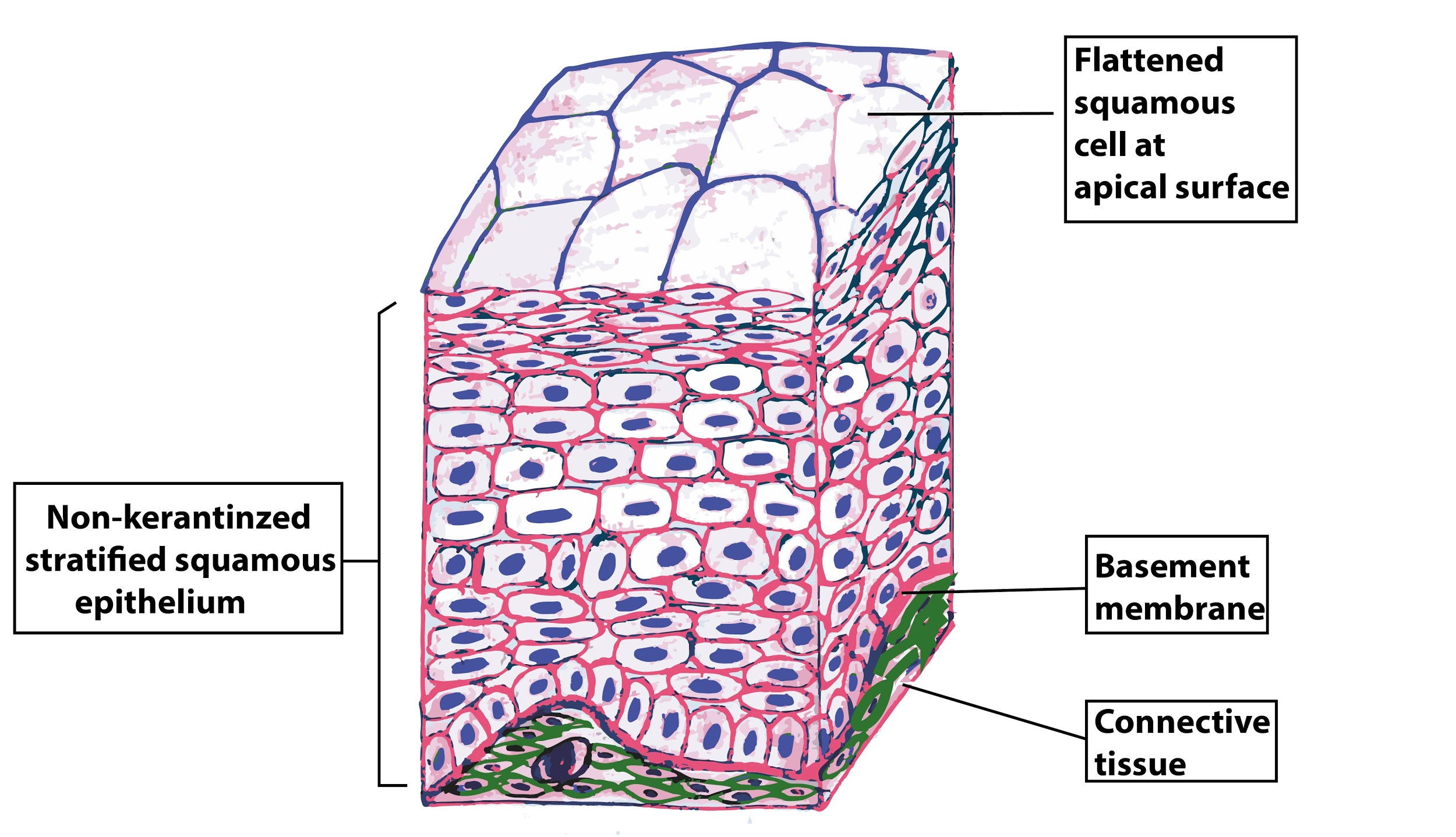 Nonkeratinised Stratified Squamous Epithelium Is Found Class 11 Biology