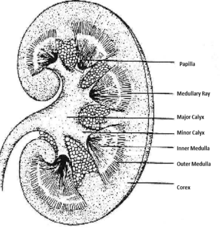 Drawing of the urinary tract inside the outline of the upper half of a  human body. The kidneys, ureters, bladder, and urethra are labeled - Media  Asset - NIDDK