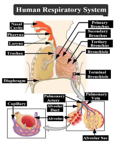 What percent of water is lost through the respiratory system?