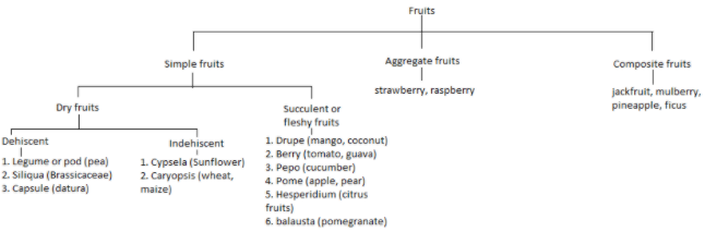 Briefly describe the various types of composite fruits?