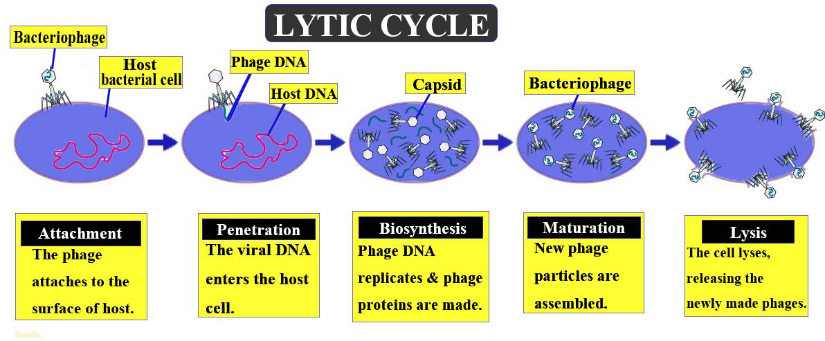 Lytic Cycle Diagram 5 Steps