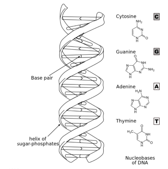 structure of dna labeled