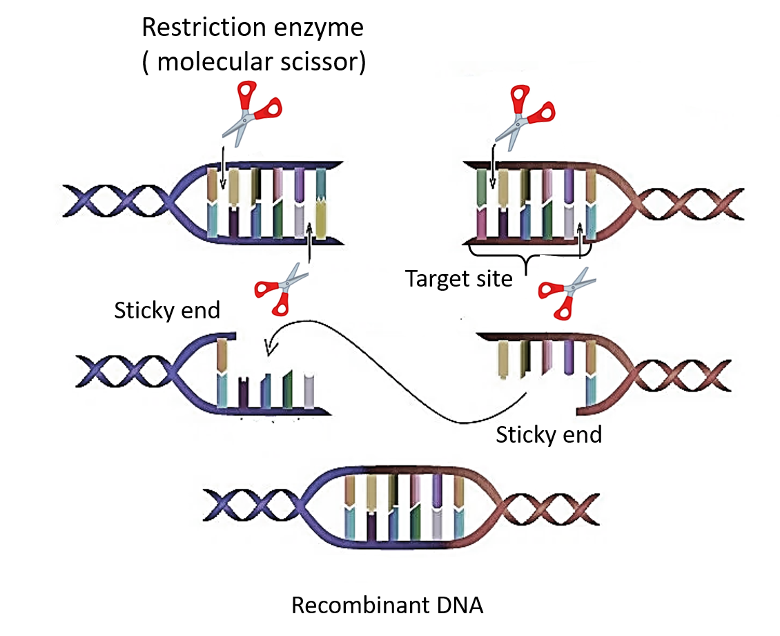 The Normal Function For Restriction Endonuclease Is To a Excise 