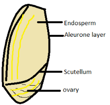 The part that separates the embryo region from the endosperm region in ...