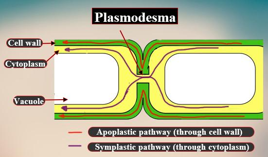 Which of the following structures between two adjacent cells is a ...