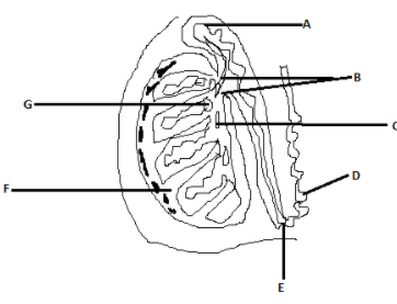 The Given Diagram Shows Ls Of Testis Showing Various Class 12 Biology Cbse