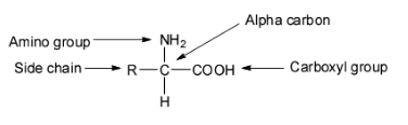 What are essential and non-essential amino acids? Give two examples of ...