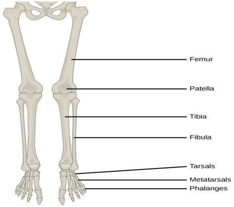 Patella groove is found on which bone of the following?A. FemurB. Tibia ...