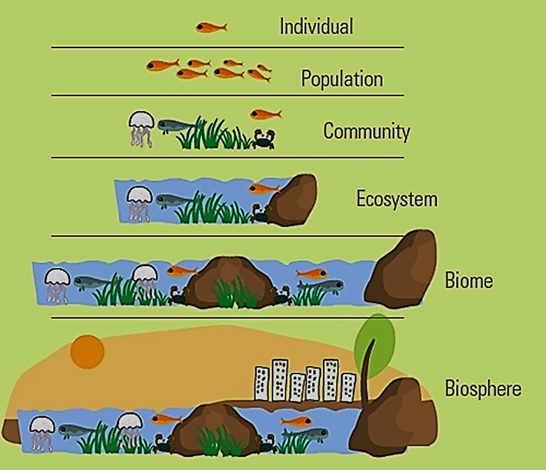 Differentiate between ecosystem and biosphere